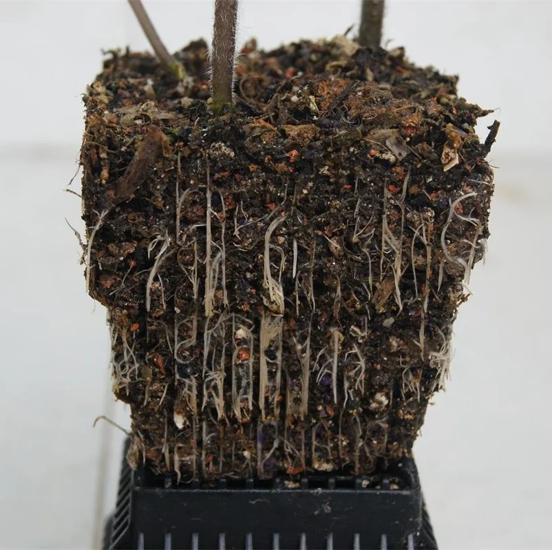 Meshpot 6 cm/7 cm Sukkulenten Topf Kunststoff Blumentopf Kaktus Pflanzer Wurzel Steuerung Gute Luft System Garten liefert Hause Dezember – Detail 13