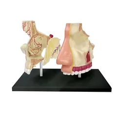 4D Human Standard Nose & Olfactory Anatomy Model 7 Parts Detachable Medical Teaching Supplies Free postage