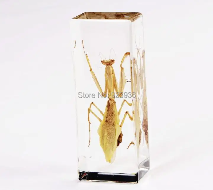 YQTDMY Big Cool Mantis Beetle Insect Specimens In Lucite Paperweight Crafts,Teaching Specimens promotion gift