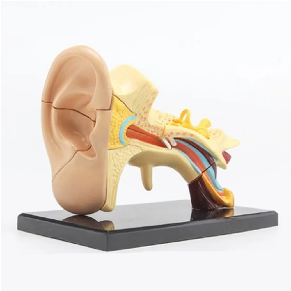 3D mini Human Ear Anatolly Model 14pcs 7.7cm(3\
