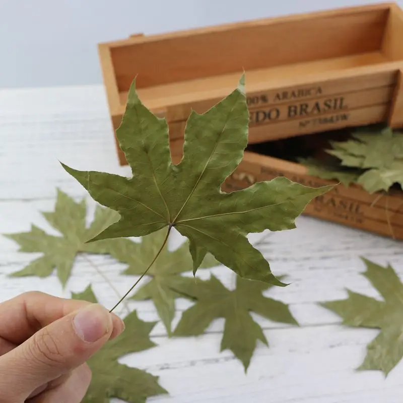 Feuilles d'érable naturelles, feuilles sèches, feuillage rouge et vert, ornement, marque-page, acces