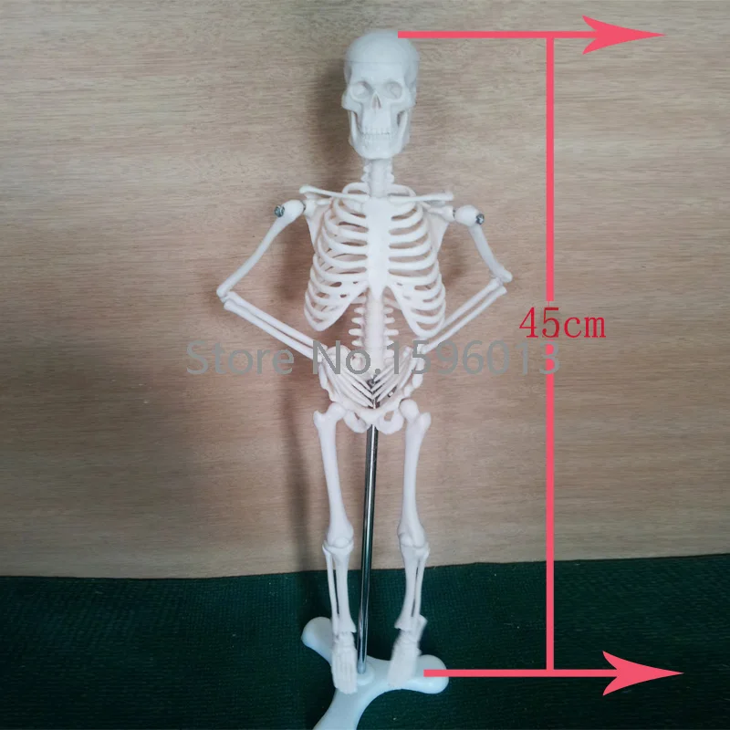 HOT  Mini Skeleton Model 42CM, Human Skeleton Model