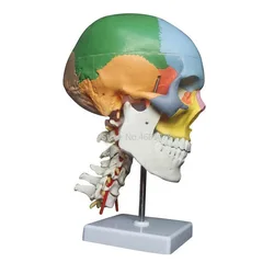 Human Skeleton Anatomical Cervical Vertebra Model Skull With Colored Bones Cervical Vertebra Beige Sculpture Medical Supplies