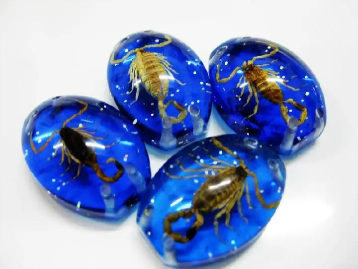 Insect Cabochon Accessories Golden Scorpion Specimen blue bottom 5 pcs Lot TAXIDERMY GIFT