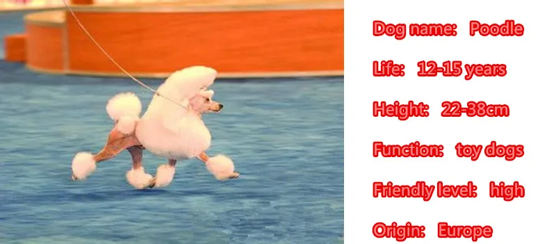 Cute Poodle Dog Animal Gold Silver Plated Metal Pendant Keychain For Bag Car Women Men Key Ring Love Jewelry K012