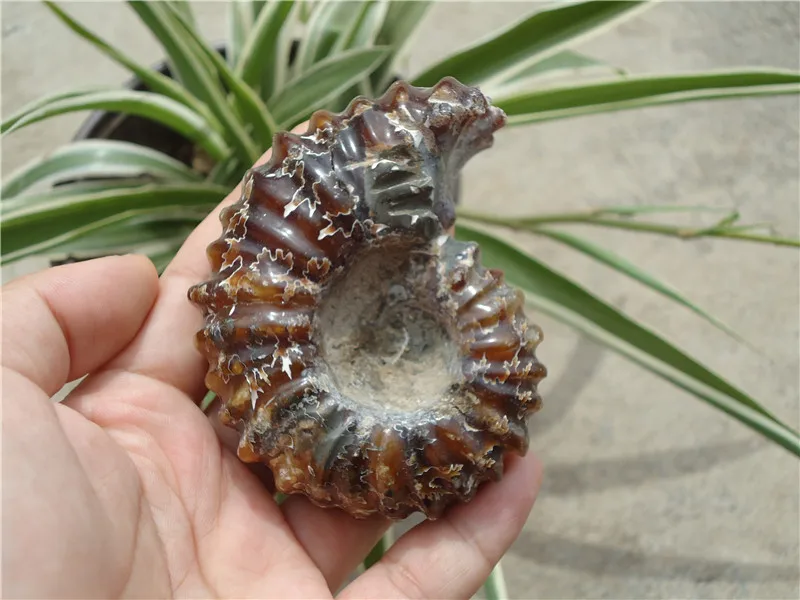 

235g Rare Gorgeous Jade Ammonite Specimen Shell Healing