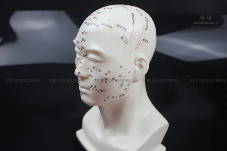 

Медицинская модель акупунктуры головы 22 см, высокое разрешение для лица, модель акупунктурных точек для лица, обучающая модель акупунктуры головы