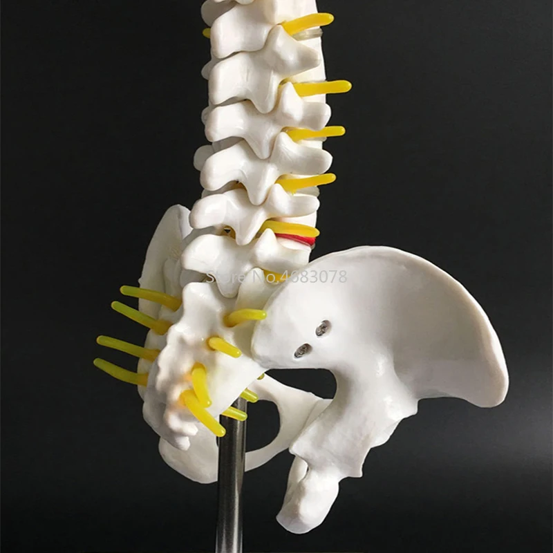 45CM Human Spine with Pelvic Model Human Anatomical Anatomy Spine Medical Model AB Style School Medical teaching supplies