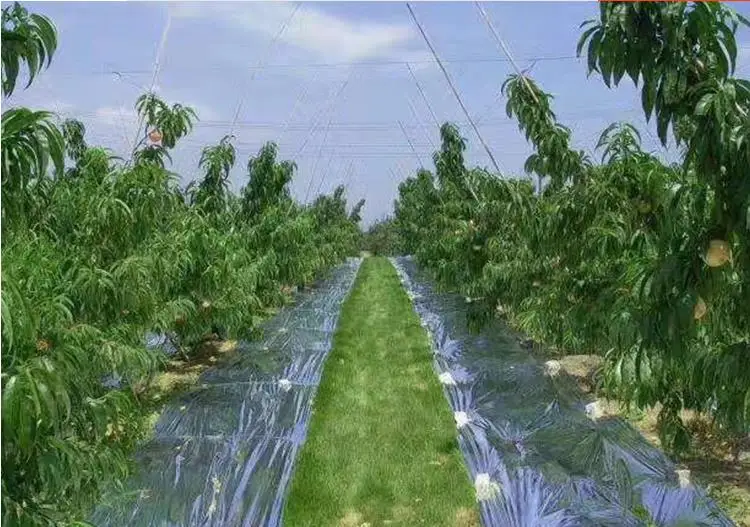 Agricultural Double Sides Silver PET Reflective Mylar Film Greenhouses Fruit Trees Apple Grapes, Increasing Temperature, Light