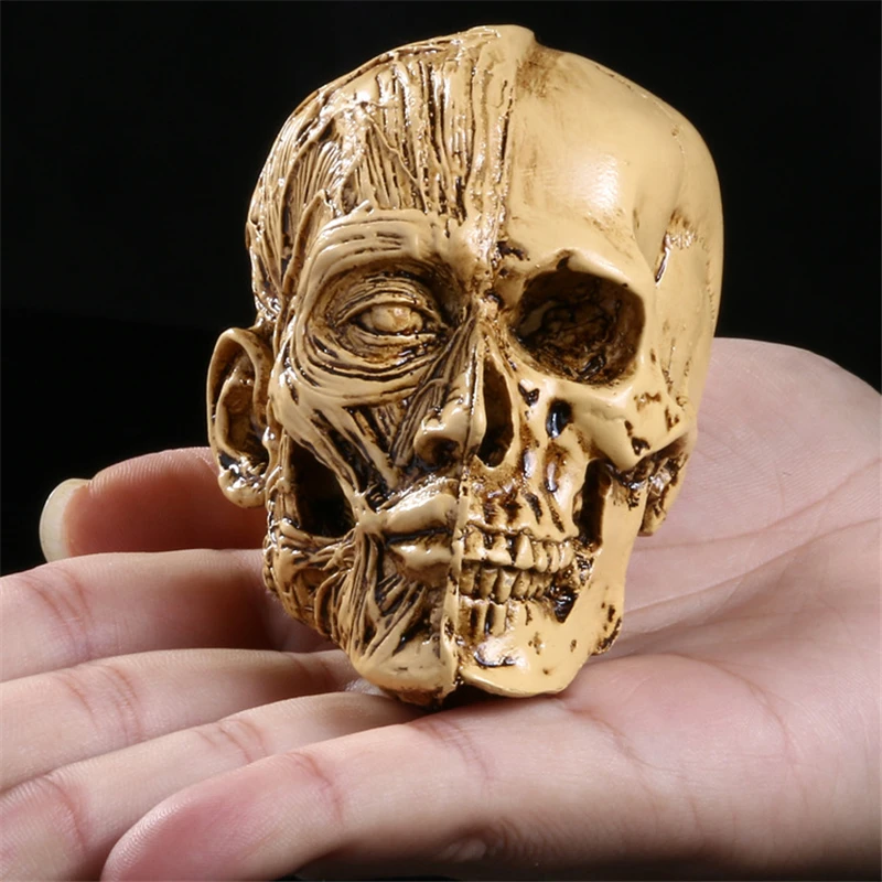 Human Model Craft Anatomy Skull Head Muscle Structure Still Life Sketch Teaching Model