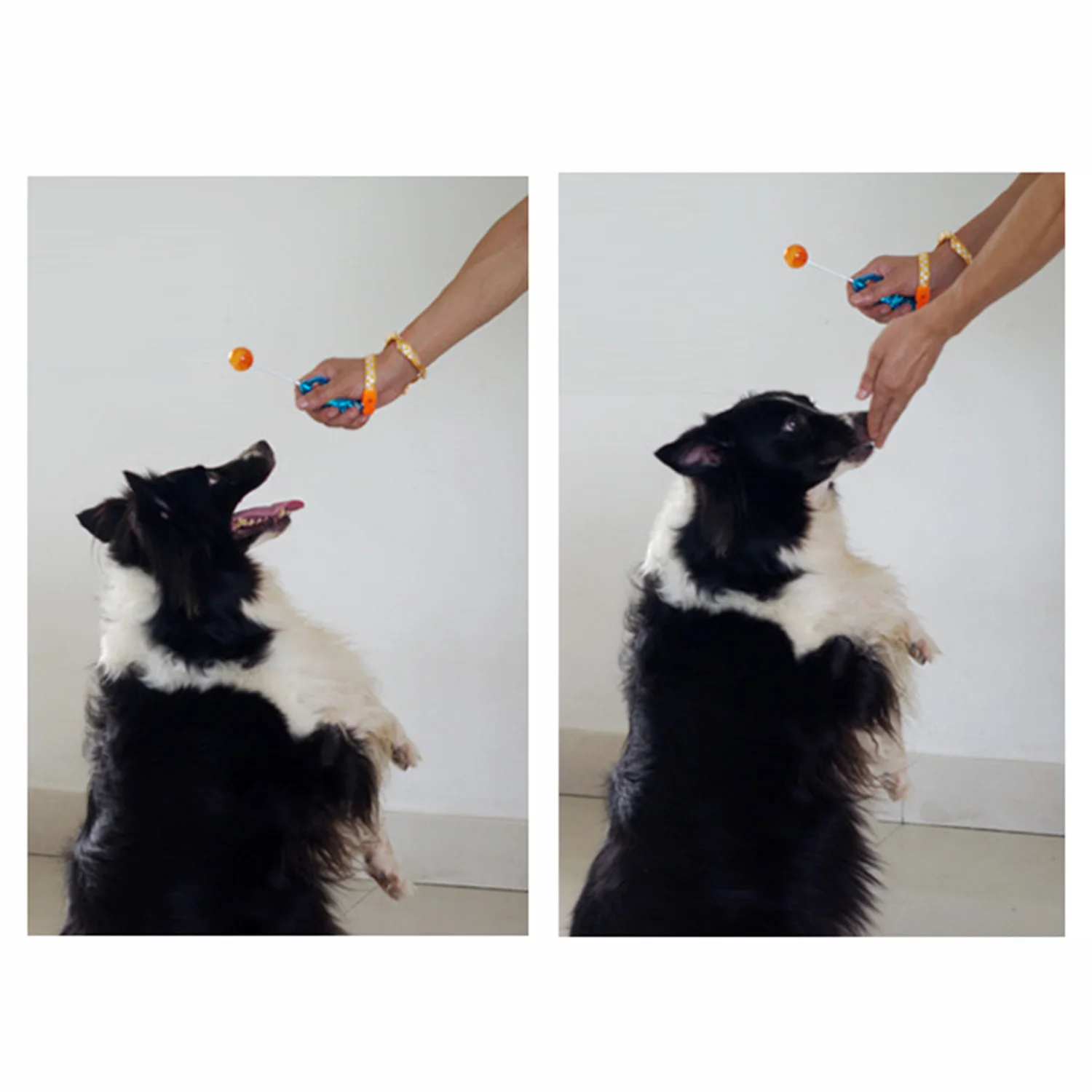 Behogar novidade design stretchable pet cão gato treinamento clicker agilidade clickers pássaro apito comandante fornecimento acessório