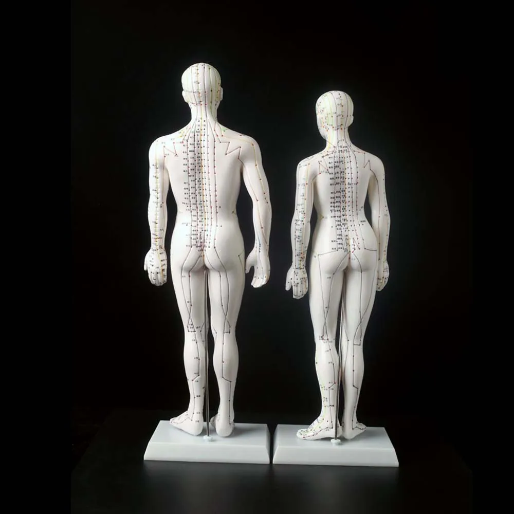 1Pc Meridian Model Human Acupuncture Meridian Points Model Male and Female Acupoint Model Medical Education Teaching Appliances