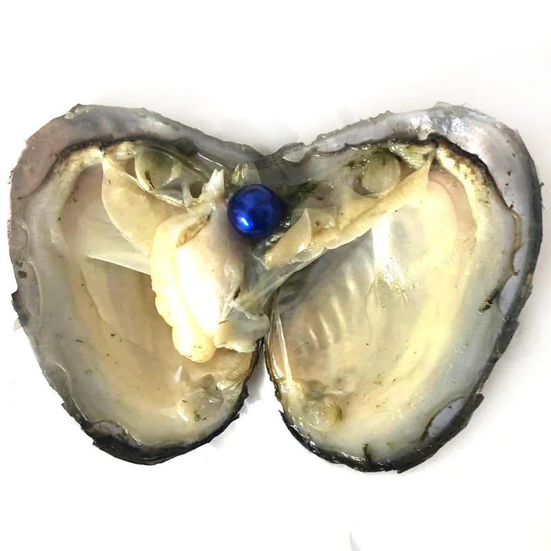 50pcs Vacuum Packed Oyster with Single Dark Blue 9-10mm Natural Edison Pearl