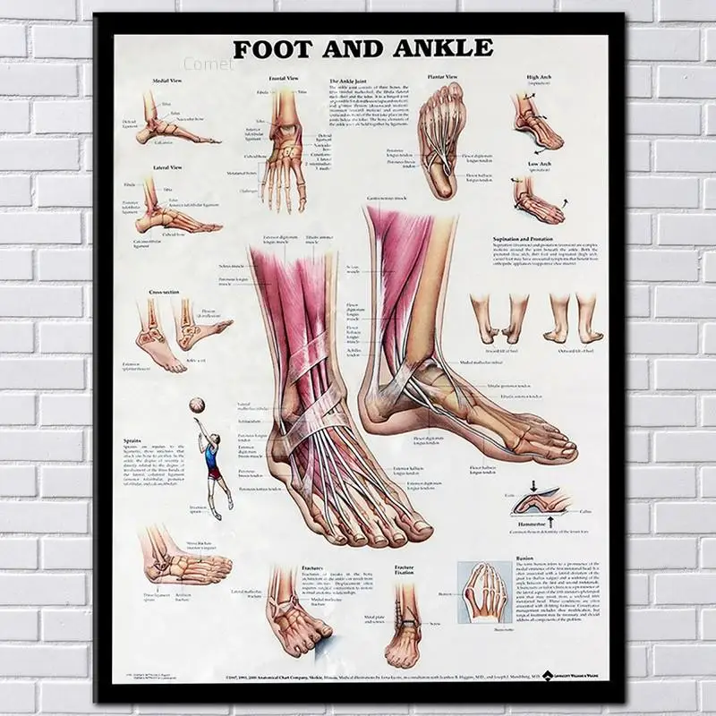 Tabla de anatomía del cuerpo humano, póster de pie y tobillo, gráfico anatómico, carteles educativos de anatomía humana