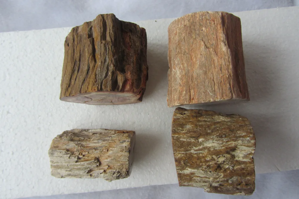 1000g Petrified Wood Branch Cross Section w Polished End - 35-75mm Info Card Mineral