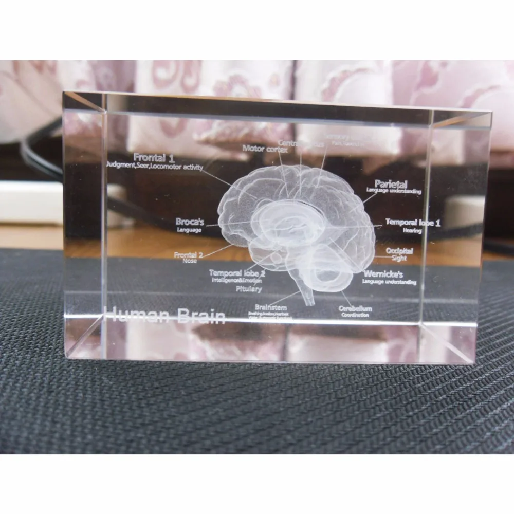 1 Pc/Pack Cool 3D Crystal Inside-Carving Human Brain for Art Sketch & Anatomy & Medical Education