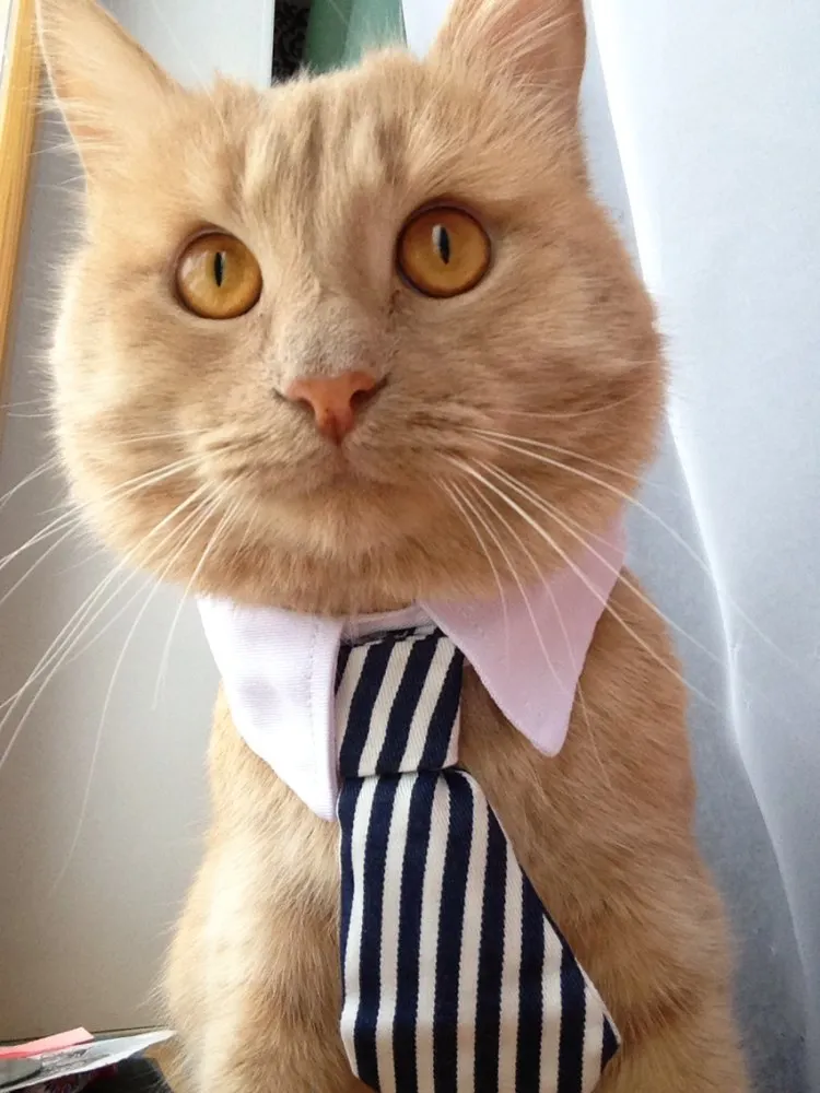 [MPK Cat Ties] Cute Pet Ties, Dog Collar Cat Collar, Pet Bow Ties, Dog Tie, Smart-Looking Pet Costume image 6