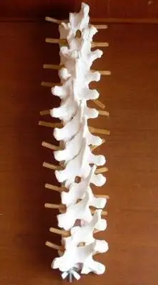 Thoracic vertebrae thoracic vertebrae intervertebral disc and spinal nerve thoracic vertebrae