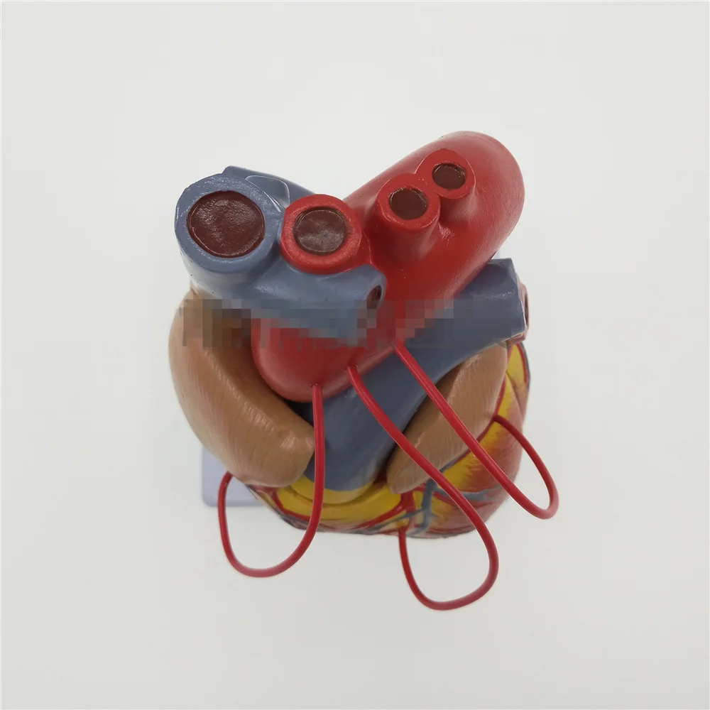 Scientific Heart with Bypass Life Size Anatomical Model Anatomy