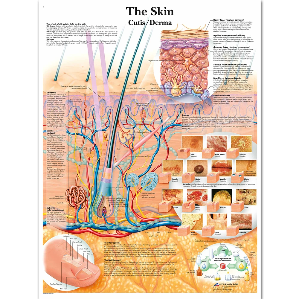 WANGART Anatomy Dissection Skin Anatomical Charts Posters Laminated Canvas print Wall Pictures for Medical Education Home Decor