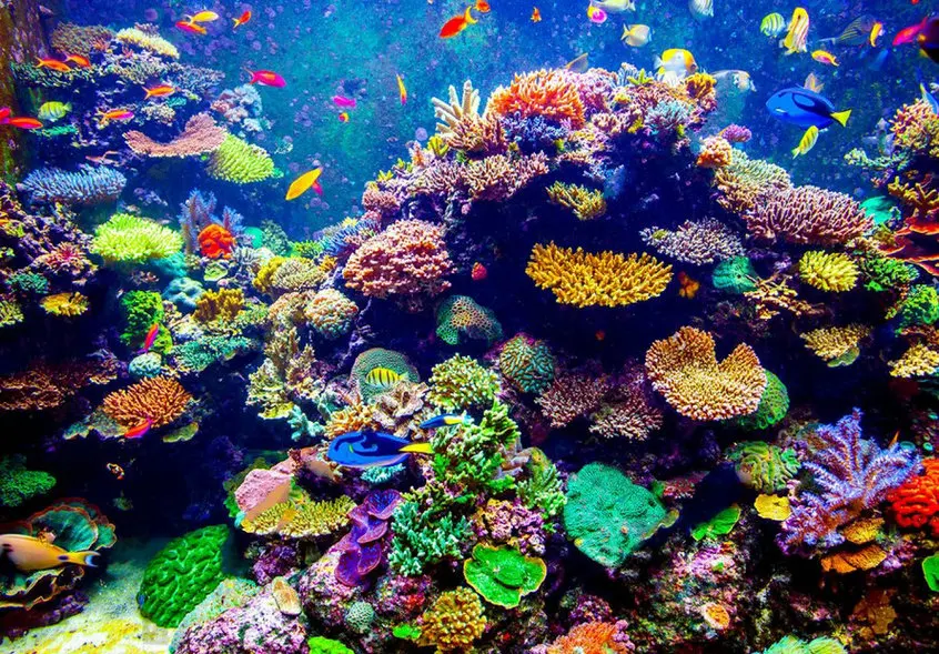 Coral Reef Tropical Fish Sunlight Singapore Aquarium backgrounds  High quality Computer print wall backdrop