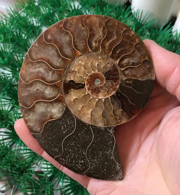 Ammonite Natural fine gemstone art decoration Please select a specific picture