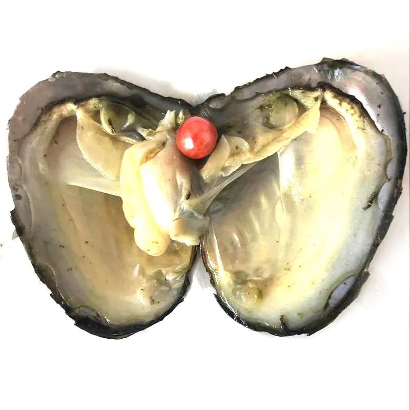 50pcs Vacuum Packed Oyster with Single Red 9-10mm Natural Edison Pearl