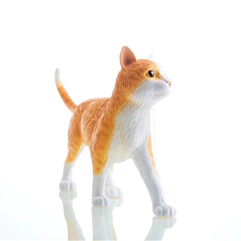 4D Orange Cat  Anatomical Model Simulation Animal Biological Organs Skeleton Anatomy Medical Teaching Tools