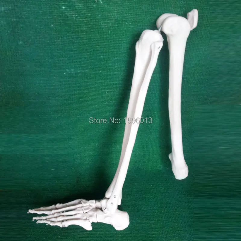 

HOT Life-Size Lower Extremity Model, lower limbs model, leg Joint Model