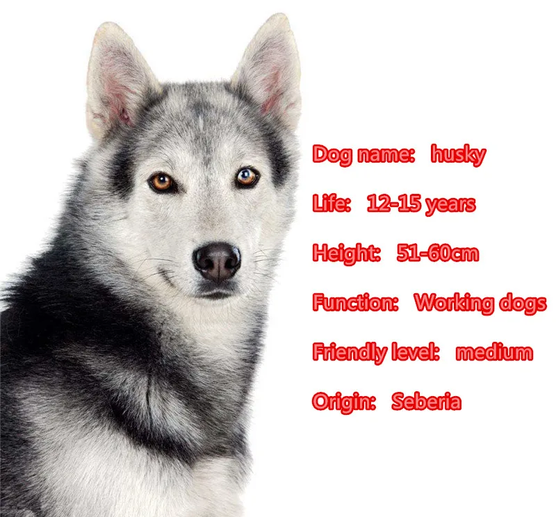 Mdogm Husky Dog Animal Brooches And Pins  Suit Cute Funny Metal Small Father Collar Badges Fashion Gift For Male Men B009
