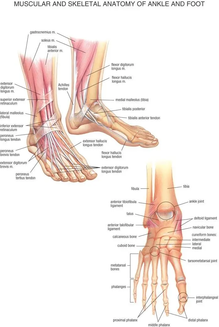 Home Decor Foot & Joints of Foot Anatomy and Pathology-Silk Art Poster Wall Sticker Decoration Gift