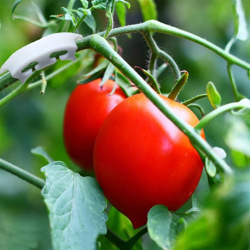 200pcs Tomato Gardening Retaining Clips Cherry Tomatoes Tomato Stalk Support Clip Ear Clip Semicircle Reinforcing New Material