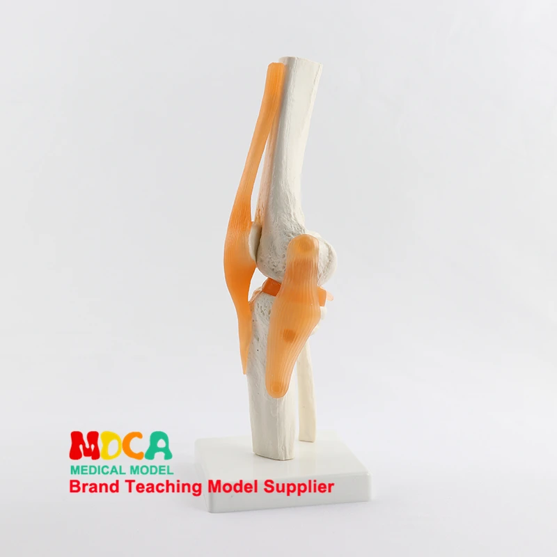Knee Joint Model with Ligaments and Base Femur Tibia and Fibula Bone Anatomy Model Medical Teaching Tools