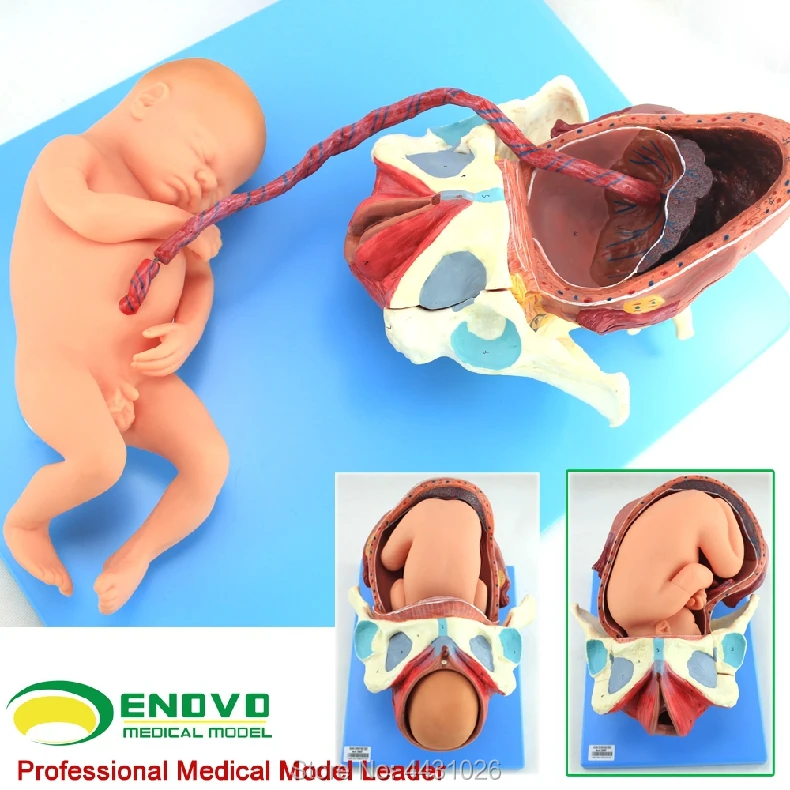 ENOVO Pregnancy fetal female full-term fetal birth and birth placenta maternal and obstetric care model