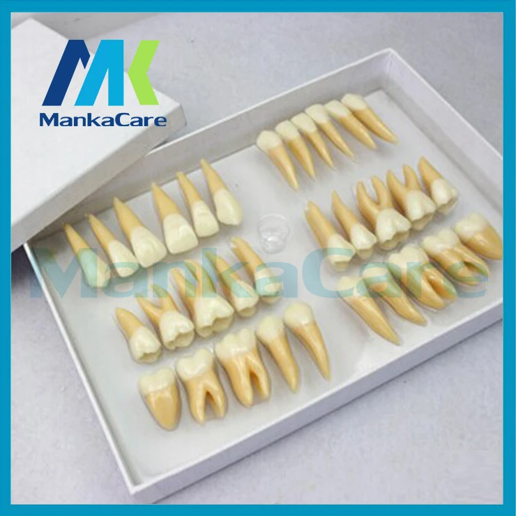 

2.5 times 32 pcs adult permanent teeth model Dental gift Communication Tooth Models Odontologia Tooth Models Odontologia