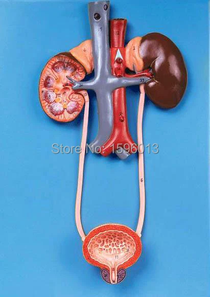 Detailed Anatomical Urinary System Model