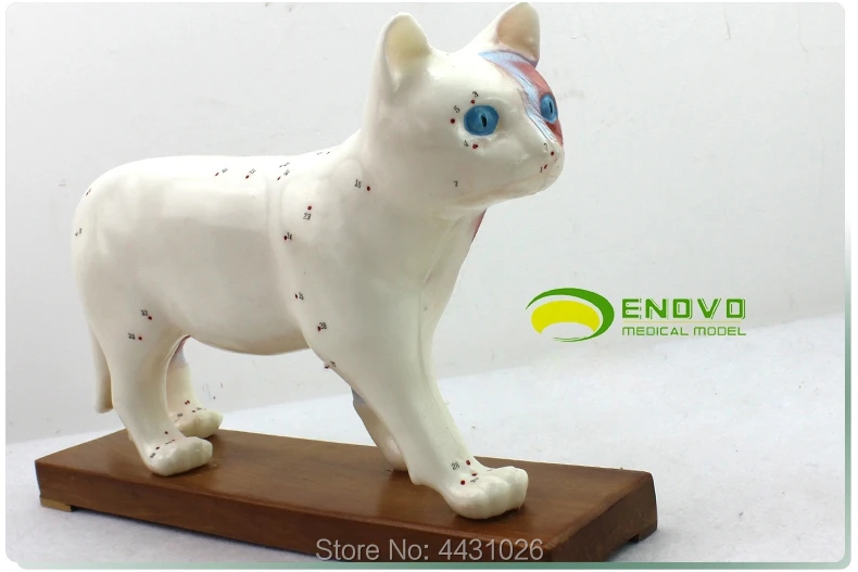 ENOVO Cat moxibustion model veterinarian learn animal anatomy model pet model animal acupuncture