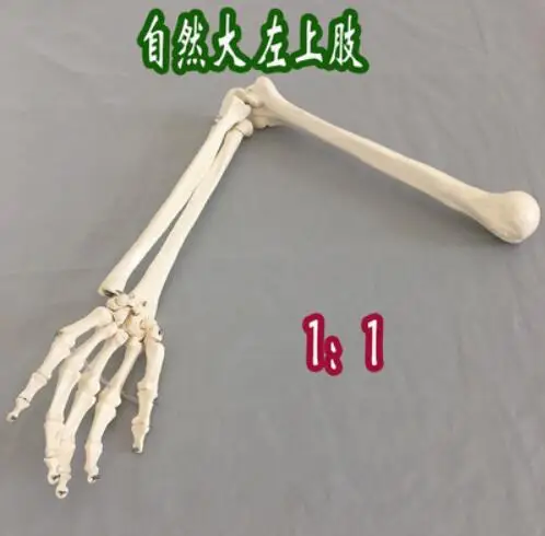 

Natural adult upper limb model,Left arm skeleton model anatomical model