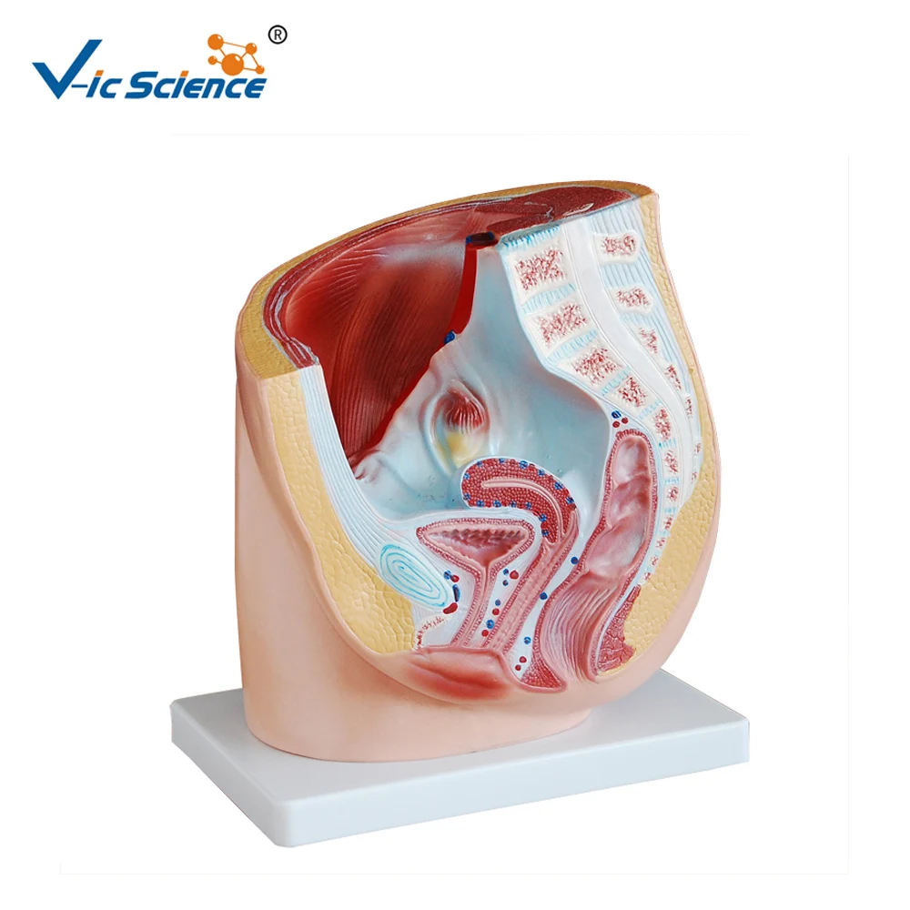 Medical Supplies  Life Size Female Pelvis Anatomy PVC Pelvic Anatomical with Fetus Model 4 parts for Students Teaching