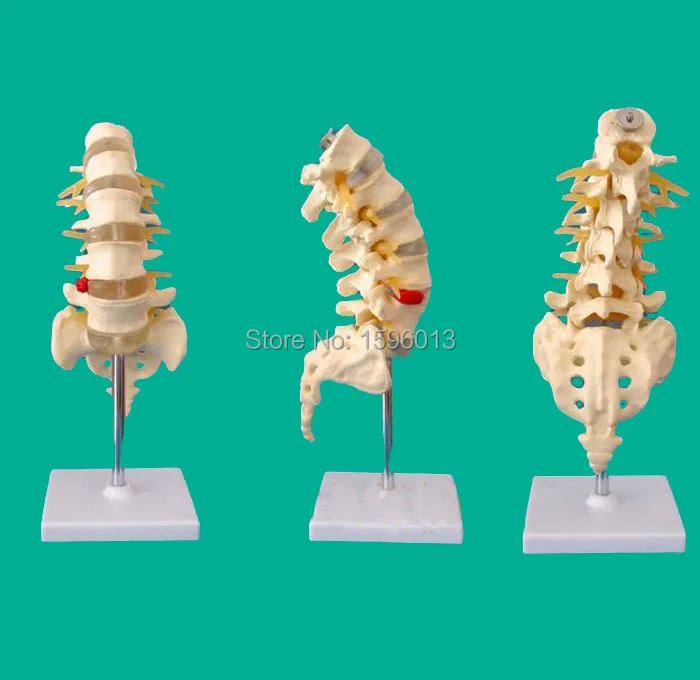 

Life-Size Lumbar Vertebrae with Sacrum and Coccyx Model, Lumbar Vertebrae and caudal vertebra Model