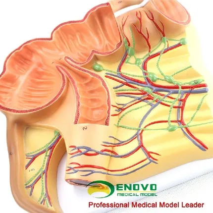 Ileocecal анатомическая модель человеческого тела; Приложение caecum, восходящий узловой лимфатической моделью; Медицинская модель