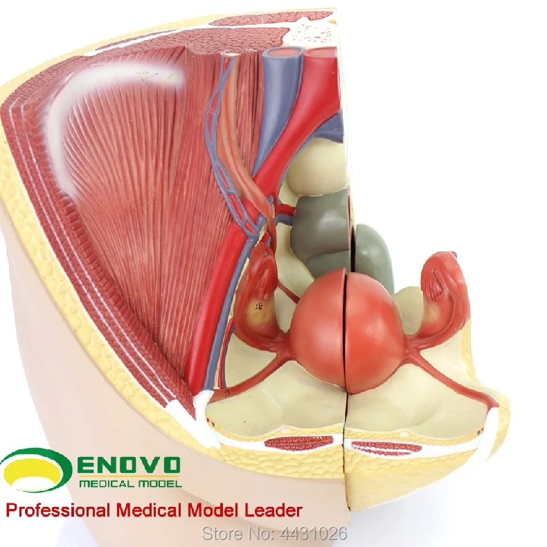 ENOVO Female pelvic anatomy model reproductive urinary uterus embryo children obstetrics and gynecology teaching