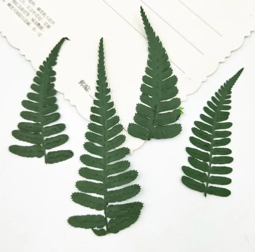 

120pcs Pressed Dried Flower Woodsia ilvensis Leaves Filler For Epoxy Resin Jewelry Making Postcard Frame Phone Case Craft DIY