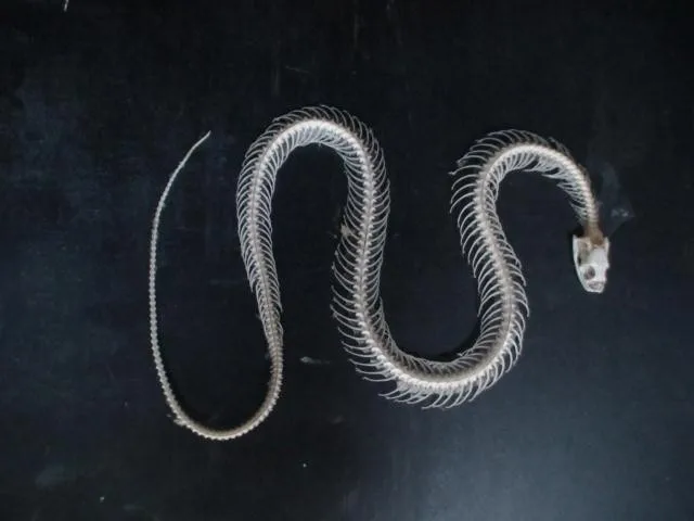 

snake skeletal specimens snake skeleton model educational equipment teaching model