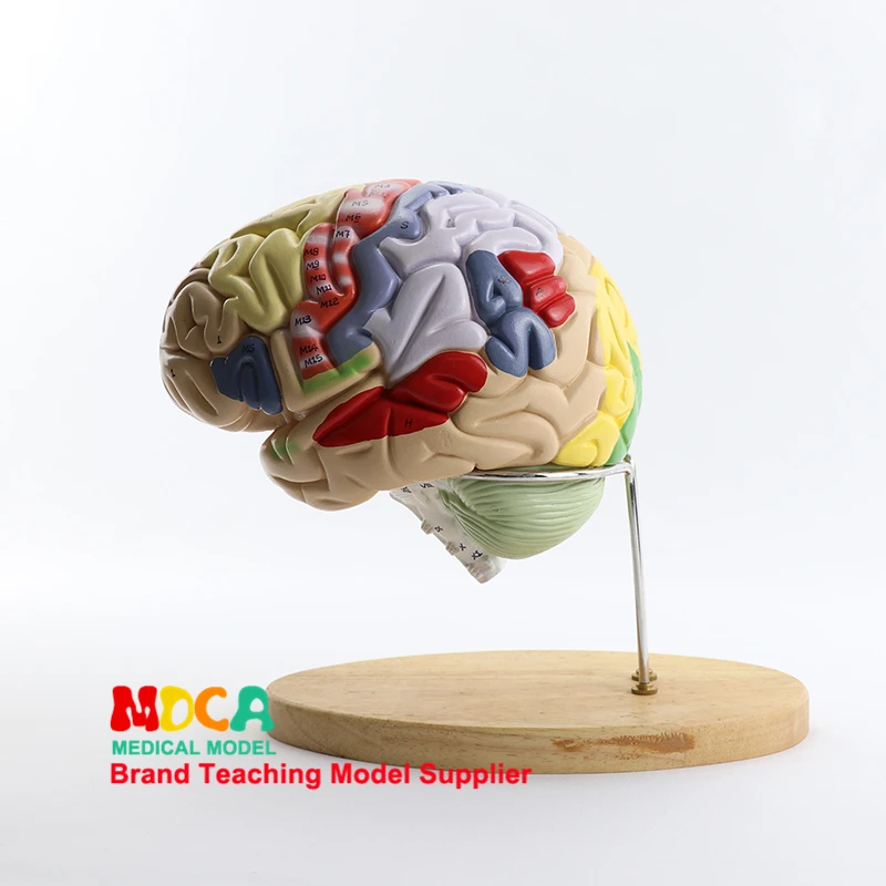 2 Parts Brain Anatomical Model Brain Function with Marked Teaching Brain Cortex Medical Anatomy Model MDN002