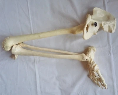 

Adult whole leg bone model medical teaching Lower limb model free shipping