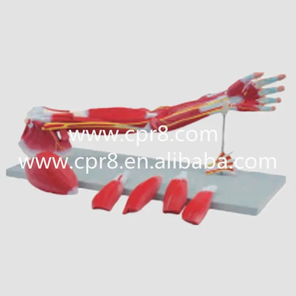 BIX-A1101 Upper Limbs Anatomical Model, Muscle Anatomy Model, Upper Limbs Model, Anatomy Muscle WBW057