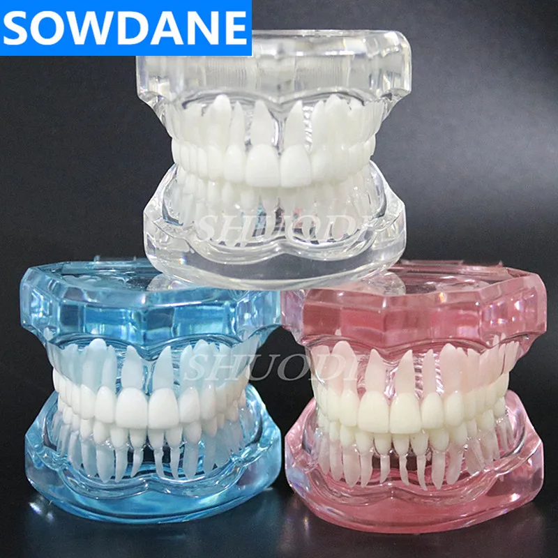 1 Piece Dental Standard Tooth Model Orthodontic Model for Patient Communication Dental Study Clinic