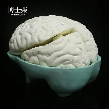 Biological equipment teaching aids Brain dissection model natural size Medical assembly of brain structure