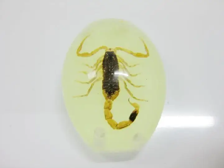 Chinese Natural Insect Accessories Jewelry Gold Scorpion Glow in the dark